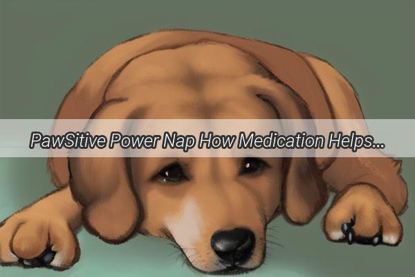 PawSitive Power Nap How Medication Helps Our Furry Friend Unwind